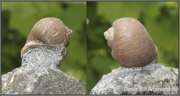 гастроподы, Ampullina