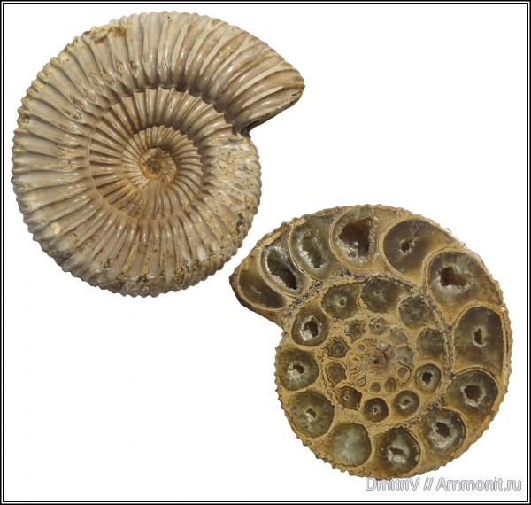 аммониты, Мадагаскар, Perisphinctes, Ammonites