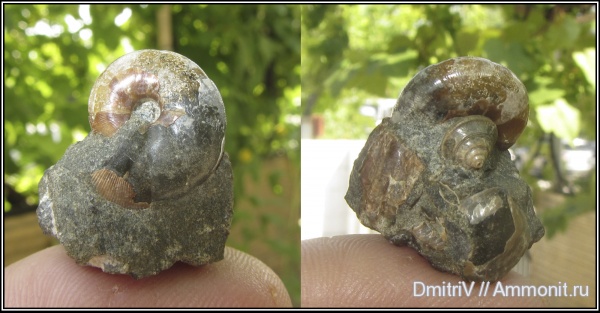 гастроподы, двустворчатые моллюски, прижизненная окраска, Salfeldiella guettardi, Salfeldiella