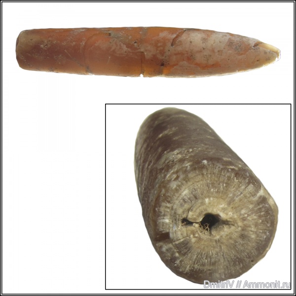 белемниты, юра, Чувашия, Jurassic, belemnites