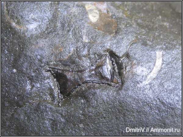 конкреции, позвонки