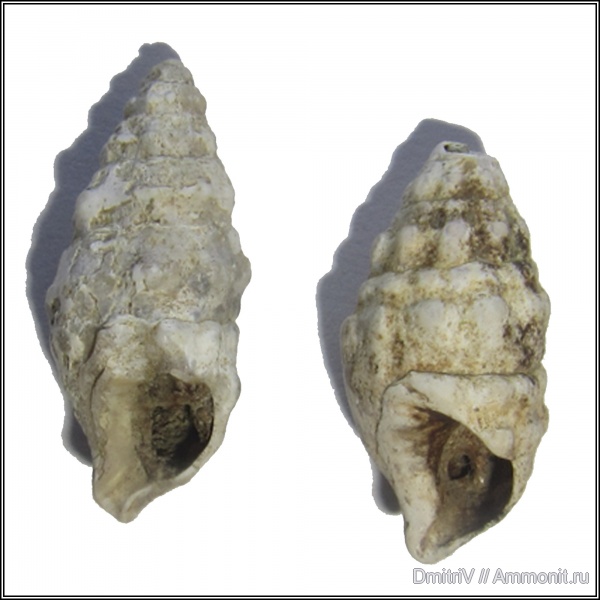 гастроподы, Cerithium, Чокрак, р. Мокрый Апчас, р. Сухой Апчас, Cerithium cattleyae