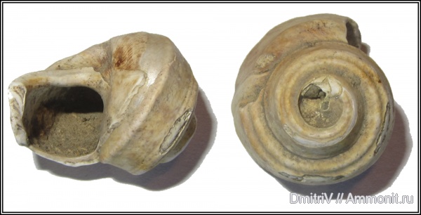 гастроподы, Trochus, р. Сухой Апчас