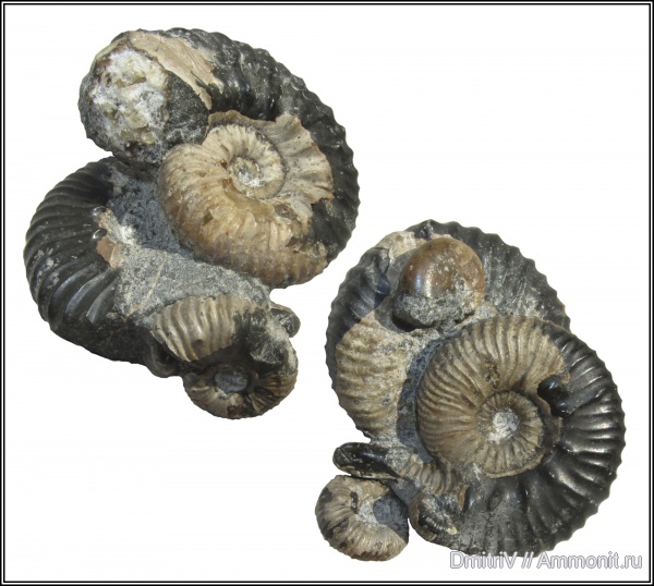 аммониты, палеоарт, Euphylloceras, Ammonites, Ptychoceras, Acanthohoplites, Diadochoceras