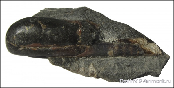 Ptychoceras, р. Вулан