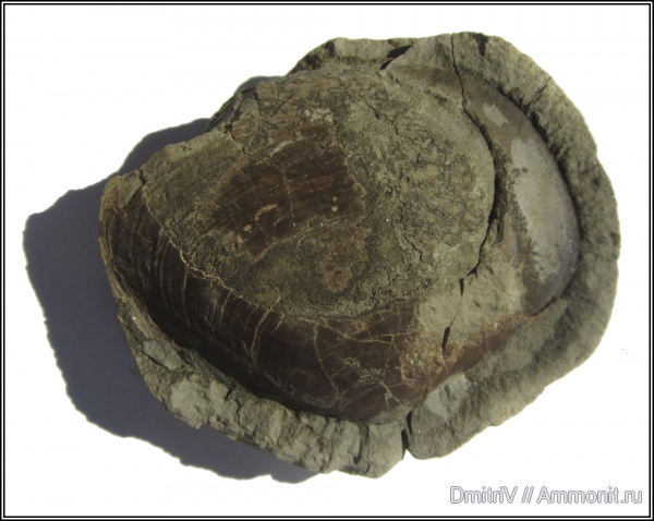 двустворчатые моллюски