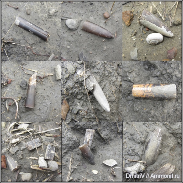 белемниты, Neohibolites, belemnites