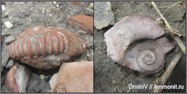 аммониты, Ammonites