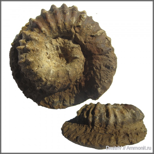 аммониты, Ammonites, шипы, Cheloniceras