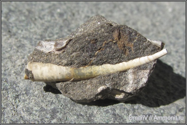 скафоподы, лопатоногие моллюски, р. Вулан