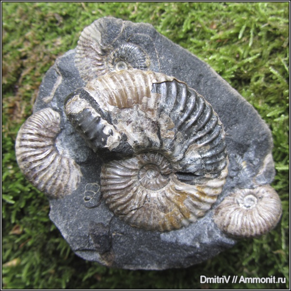 аммониты, конкреции, Deshayesites, Ammonites, Acanthohoplites, р. Вулан