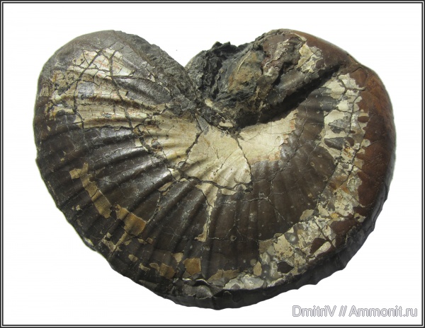 Phyllopachyceras, Phyllopachyceras prendeli, р. Дефань