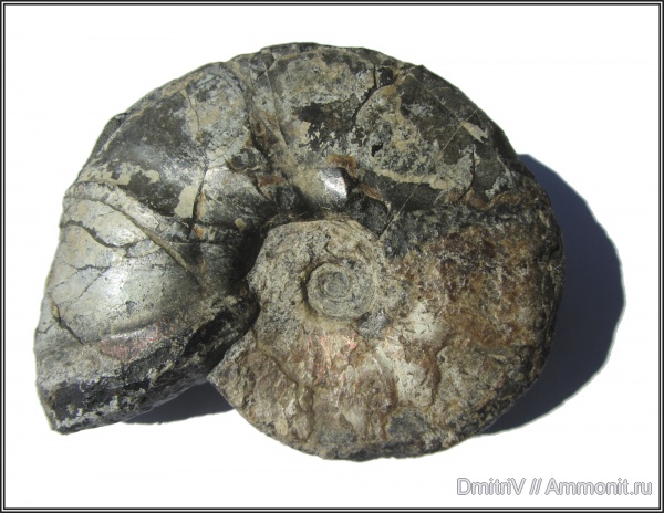 Desmoceras, р. Вулан