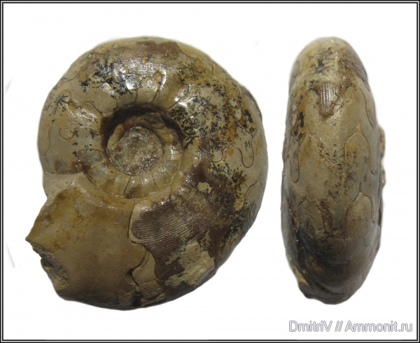 пермь, Казахстан, Uraloceras, артинский ярус, лопастные линии, дендриты, Permian