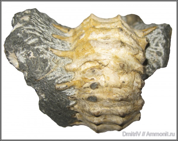 Epicheloniceras, прижизненные повреждения, шипы, Epicheloniceras clansayense