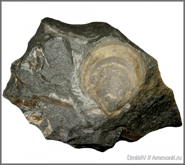 двустворчатые моллюски, конкреции, Gervillia