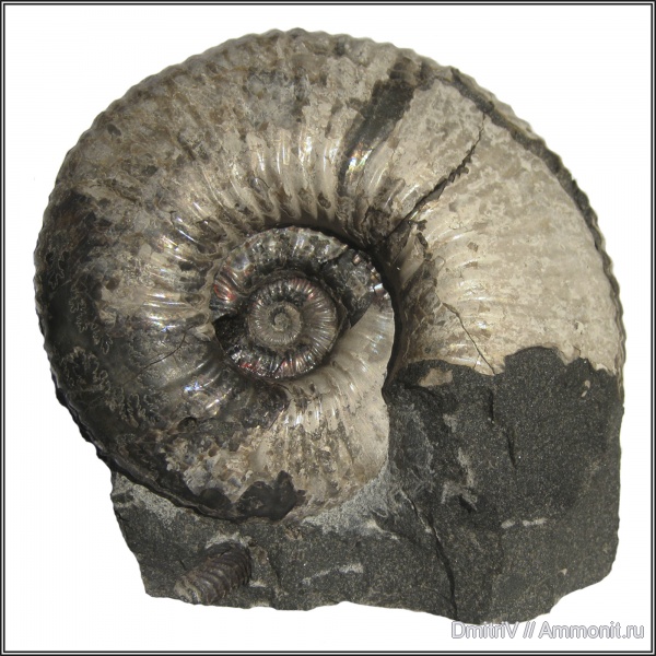 конкреции, Acanthohoplites