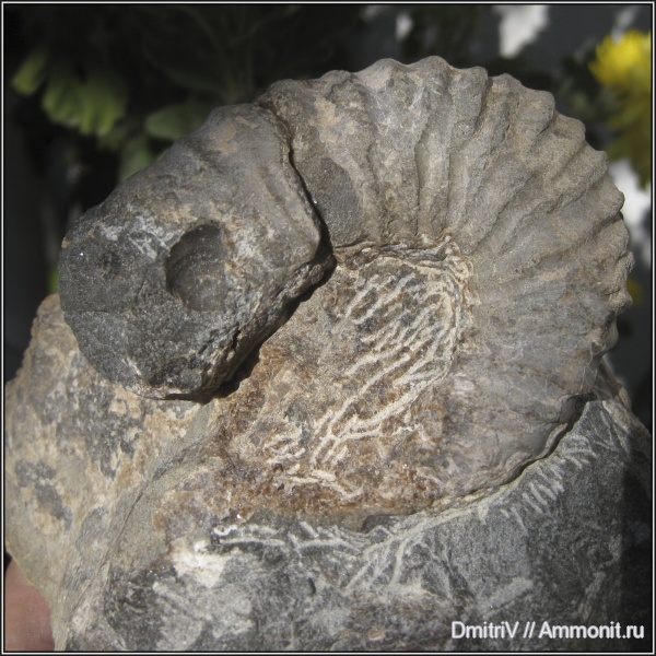 гетероморфные аммониты, heteromorph ammonites