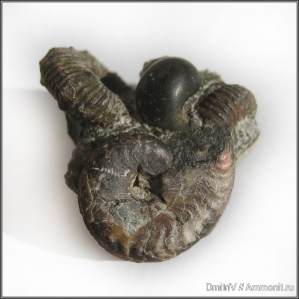 аммониты, гастроподы, Ammonites, Acanthohoplites, Pseudosaynella