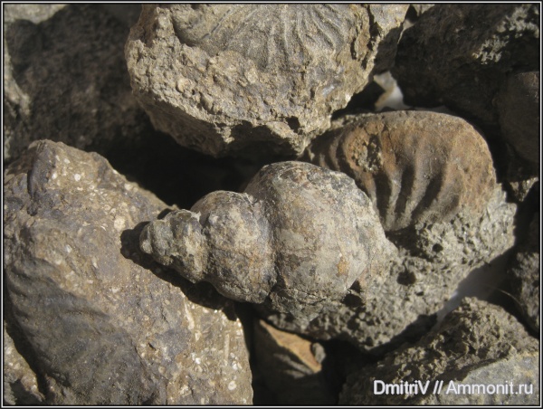 аммониты, гастроподы, юра, Ammonites, р. Белая, Jurassic