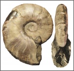 Desmoceras falcistriatum, Anthula?