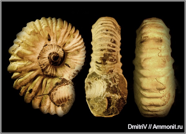 аммониты, мел, Ammonites, Nodosohoplites, Nodosohoplites subplanatus, Cretaceous