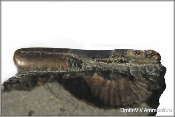 устье, Ptychoceras