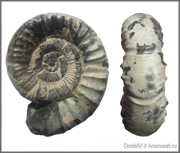 мел, Neosilesites, р. Вулан, Cretaceous