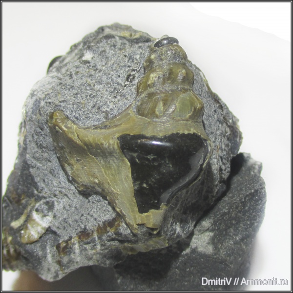 гастроподы, устье, Aporrhaidae, р. Вулан, Latiala