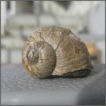 Ampullina sp.