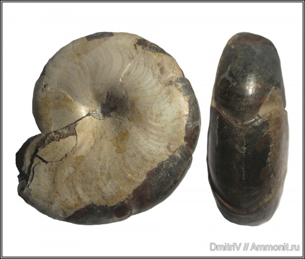 мел, Melchiorites, Cretaceous