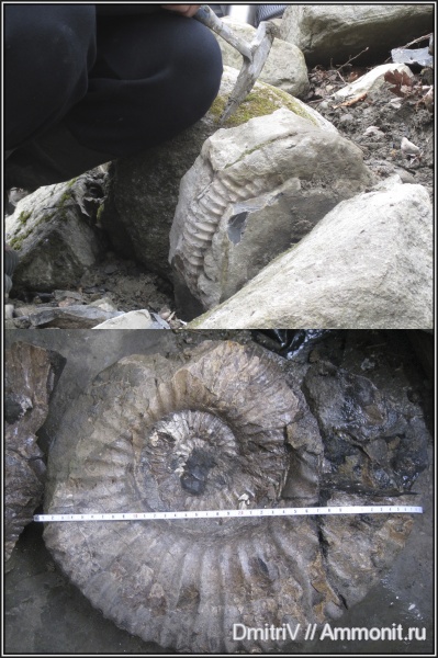 аммониты, мел, Cretaceous