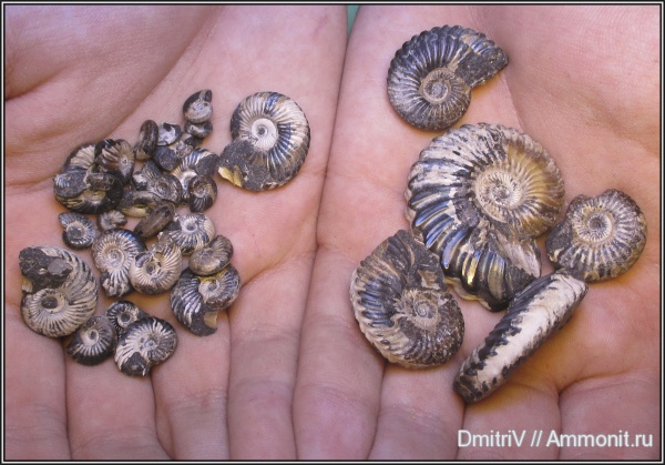 аммониты, мел, Ammonites, Cretaceous, Leymeriella
