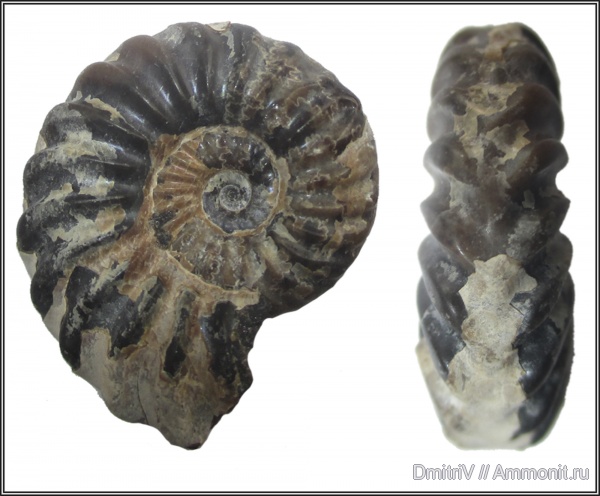 аммониты, мел, Cretaceous, Leymeriella