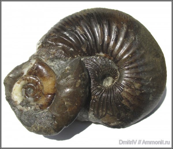 юра, устье, Eurystomiceras, Chondroceras, Jurassic