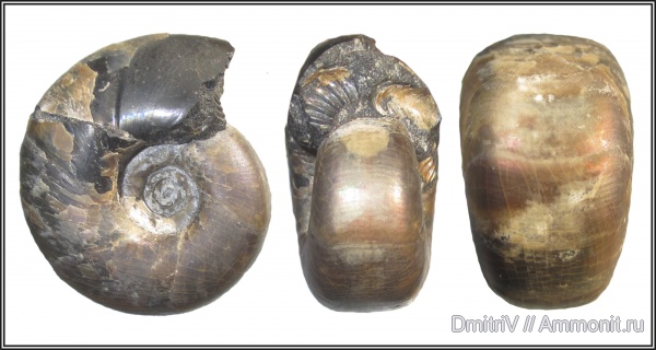 мел, апт, Tetragonites, Aptian, Cretaceous