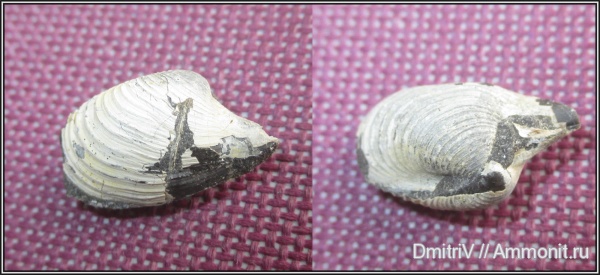 мел, двустворчатые моллюски, апт, Aptian, Cretaceous