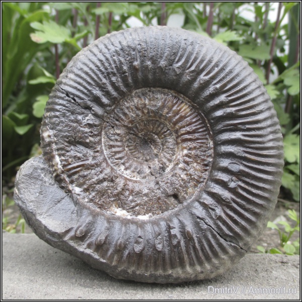 юра, Stephanoceras, Stephanoceras mutabile, Jurassic