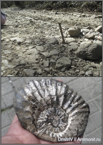 мел, Deshayesites, р. Вулан, Cretaceous