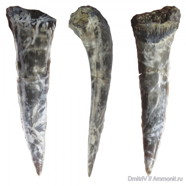 мел, зубы акул, Cretaceous, shark teeth