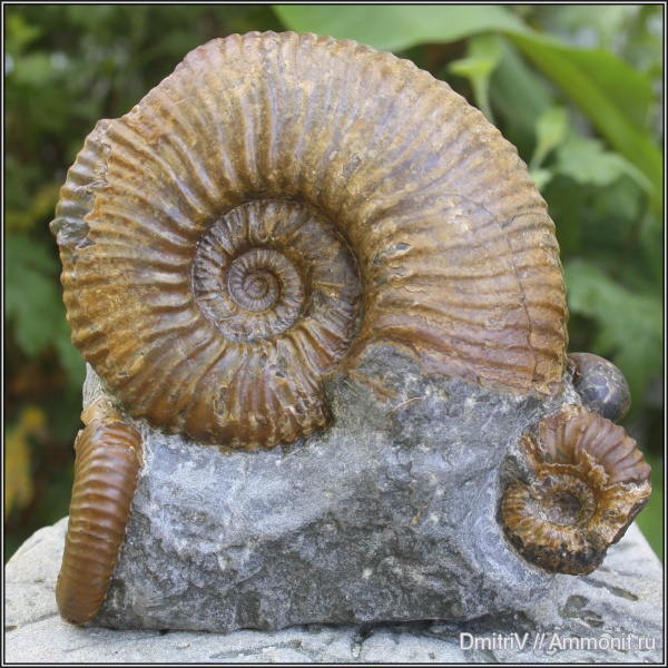 аммониты, мел, палеоарт, Ammonites, Acanthohoplites, Cretaceous