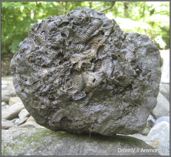 аммониты, мел, конкреции, Ammonites, Cretaceous