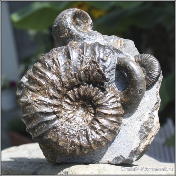 аммониты, мел, палеоарт, Jaubertella, Ammonites, Acanthohoplites, Pictetia, Cretaceous