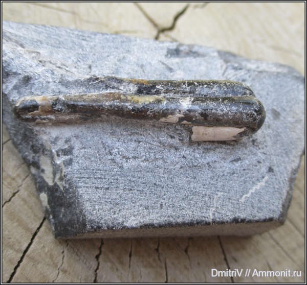 мел, гетероморфные аммониты, Ptychoceras, Cretaceous, heteromorph ammonites