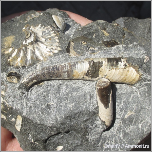 мел, гетероморфные аммониты, Cretaceous, heteromorph ammonites