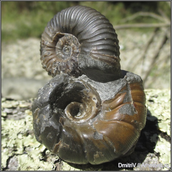 аммониты, мел, палеоарт, Jaubertella, Ammonites, Acanthohoplites, Cretaceous