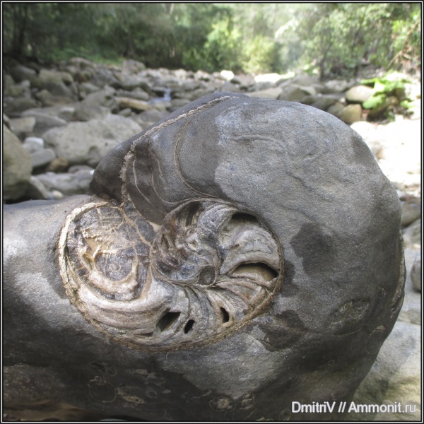 мел, наутилусы, Cretaceous