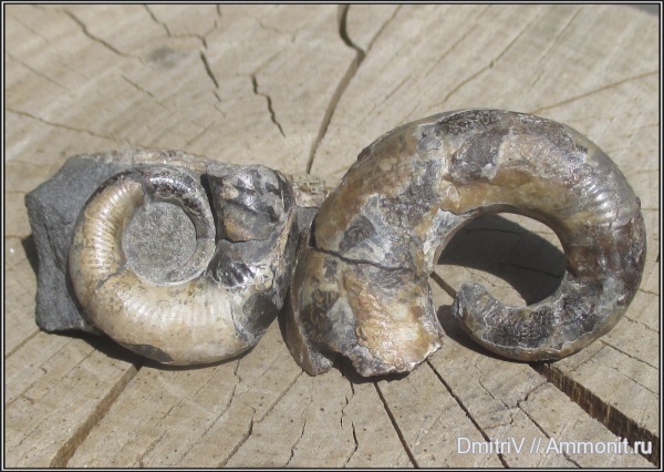 аммониты, мел, Ammonites, Pictetia, Cretaceous