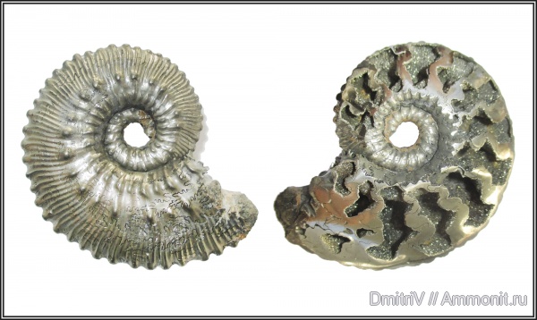 юра, Kosmoceras, Jurassic