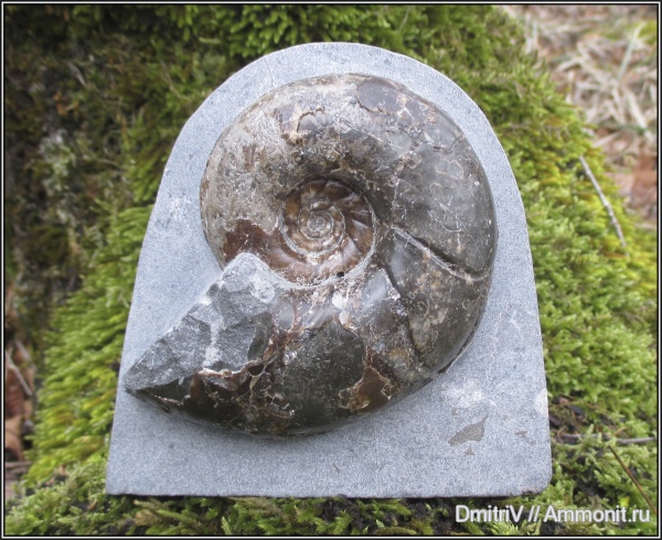 мел, Eogaudryceras, Cretaceous